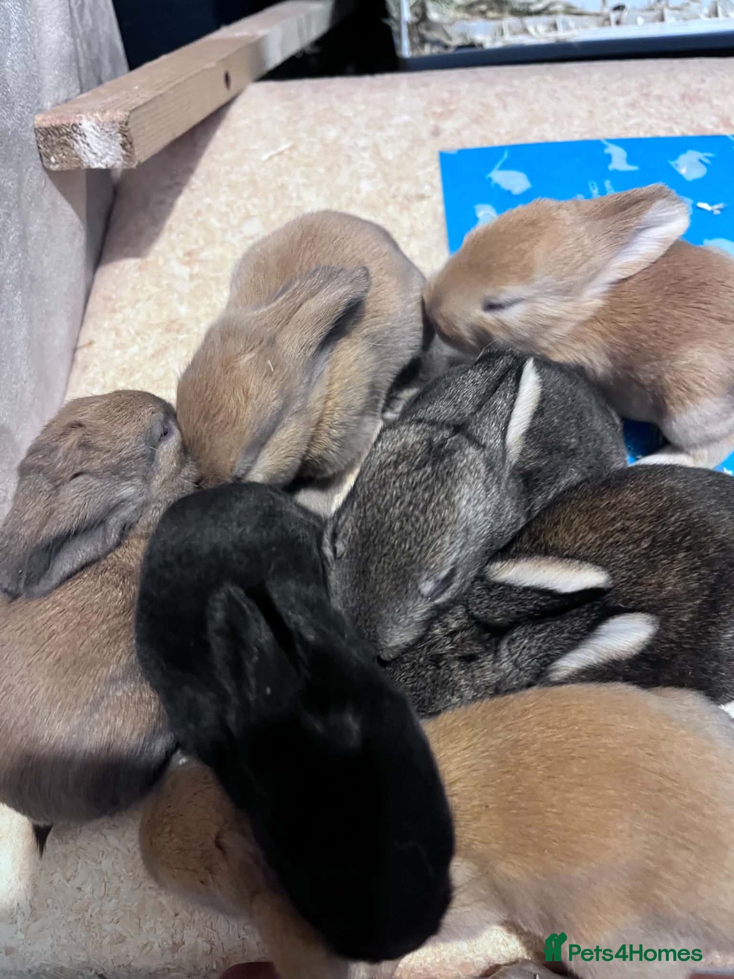 Mini Lop rabbits Baby rabbits  - Advert 20