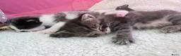 Domestic Shorthair cats for sale: Four beautiful healthy happy kittens  - Advert 8