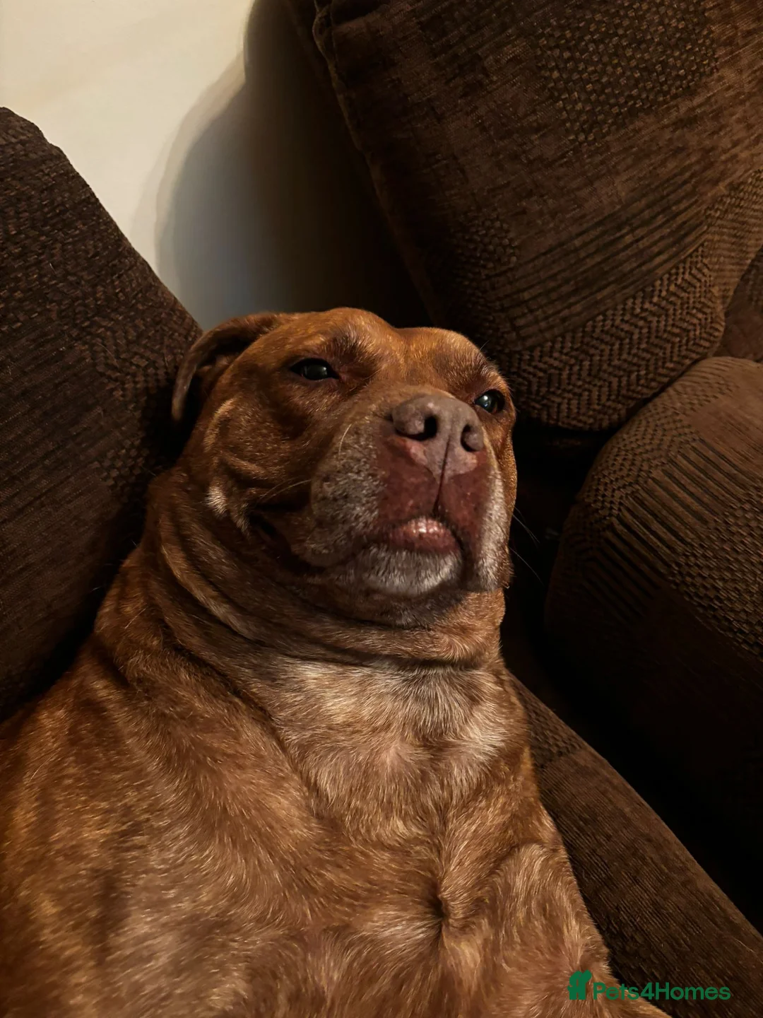 Mixed Breed dogs for sale: Hazel is looking for a loving home - Advert 1