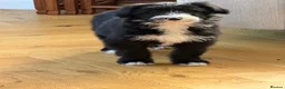 Bearded Collie dogs for sale: Beautiful Bearded Collie Puppies  - Advert 16