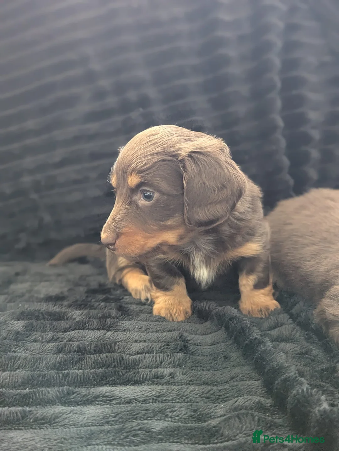 Miniature Dachshund dogs for sale: Stunning long haired KC mini cream babies - Advert 16