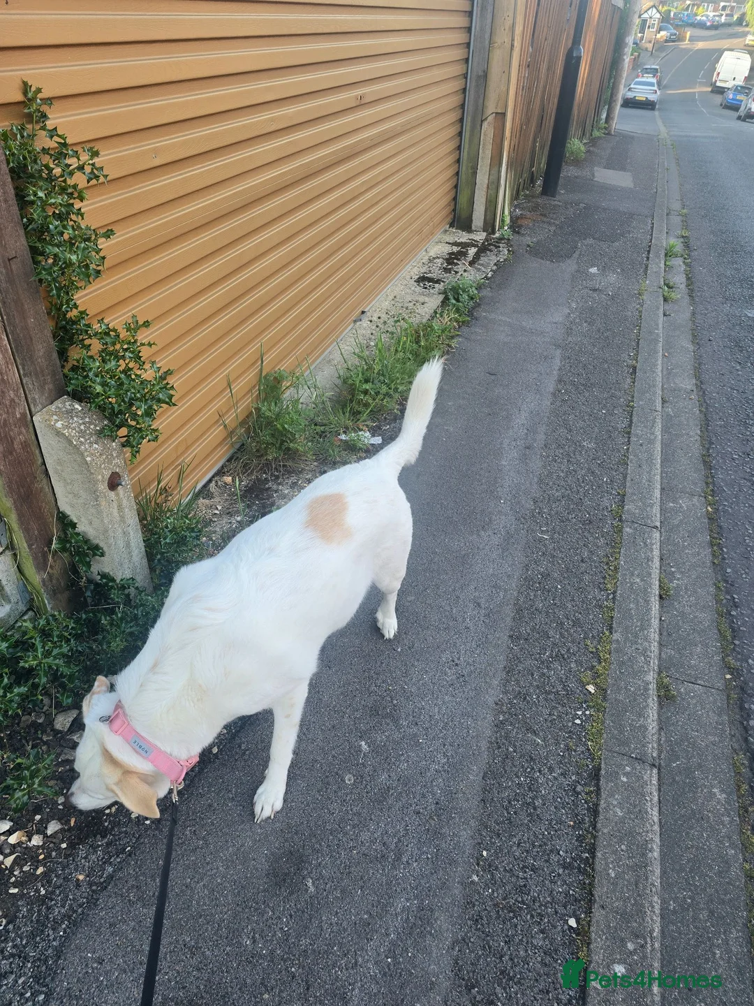 Borador dogs for sale: Murphy  in Southampton - Advert 1