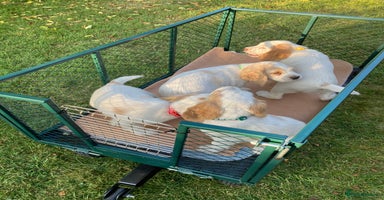 Cocker Spaniel dogs - Advert 4
