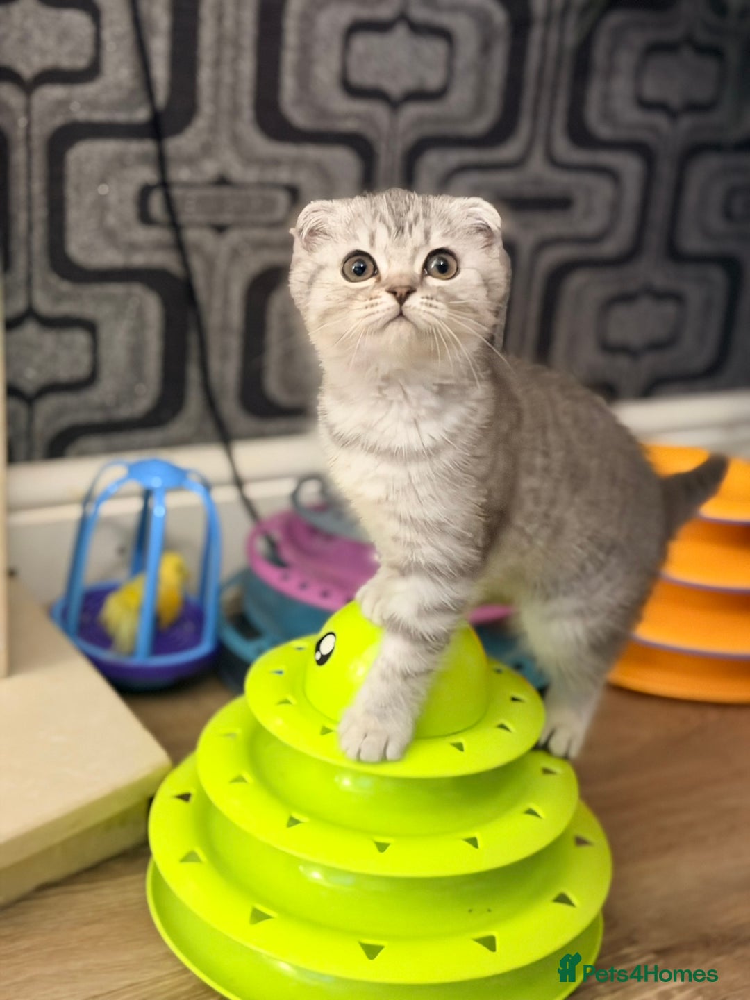 Scottish Fold cats for sale: Scottish fold kittens for sale! - Advert 3