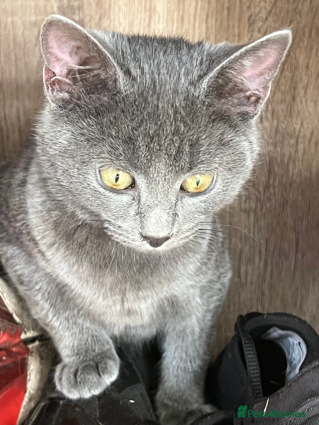 Mixed Breed cats for sale: Munchkin x British shorthair kittens - Advert 2