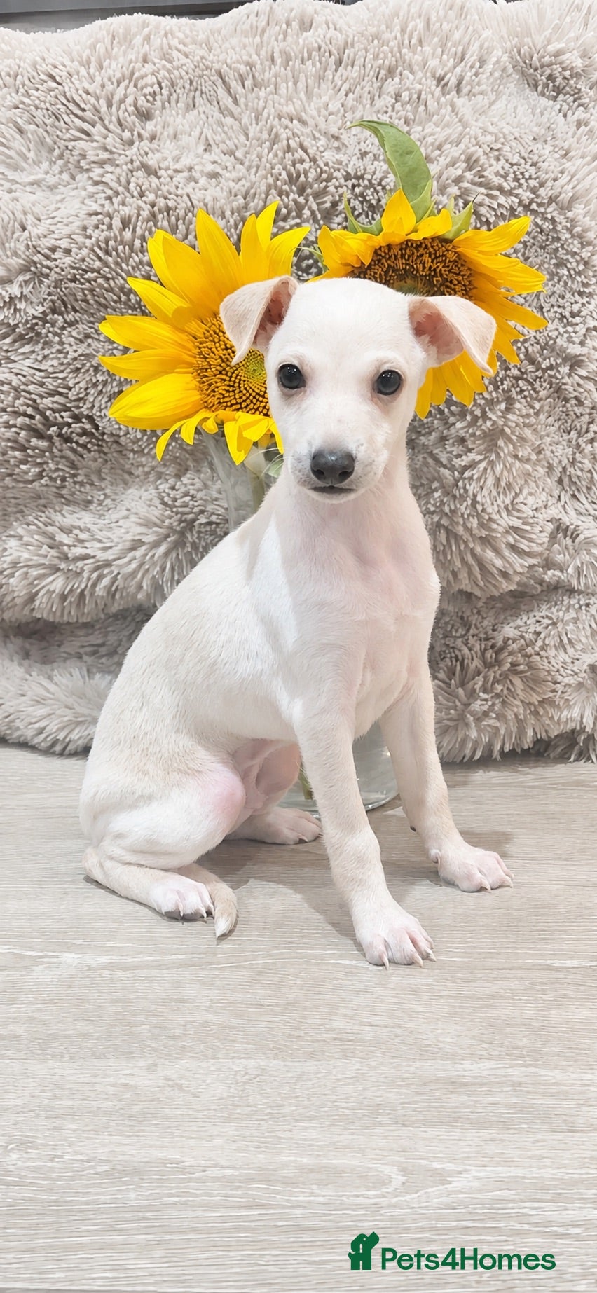 Italian Greyhound dogs Beautiful Italian Greyhound Boy - Advert 5