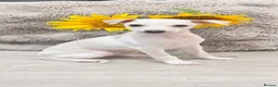Italian Greyhound dogs for sale: Beautiful Italian Greyhound Boy - Advert 1