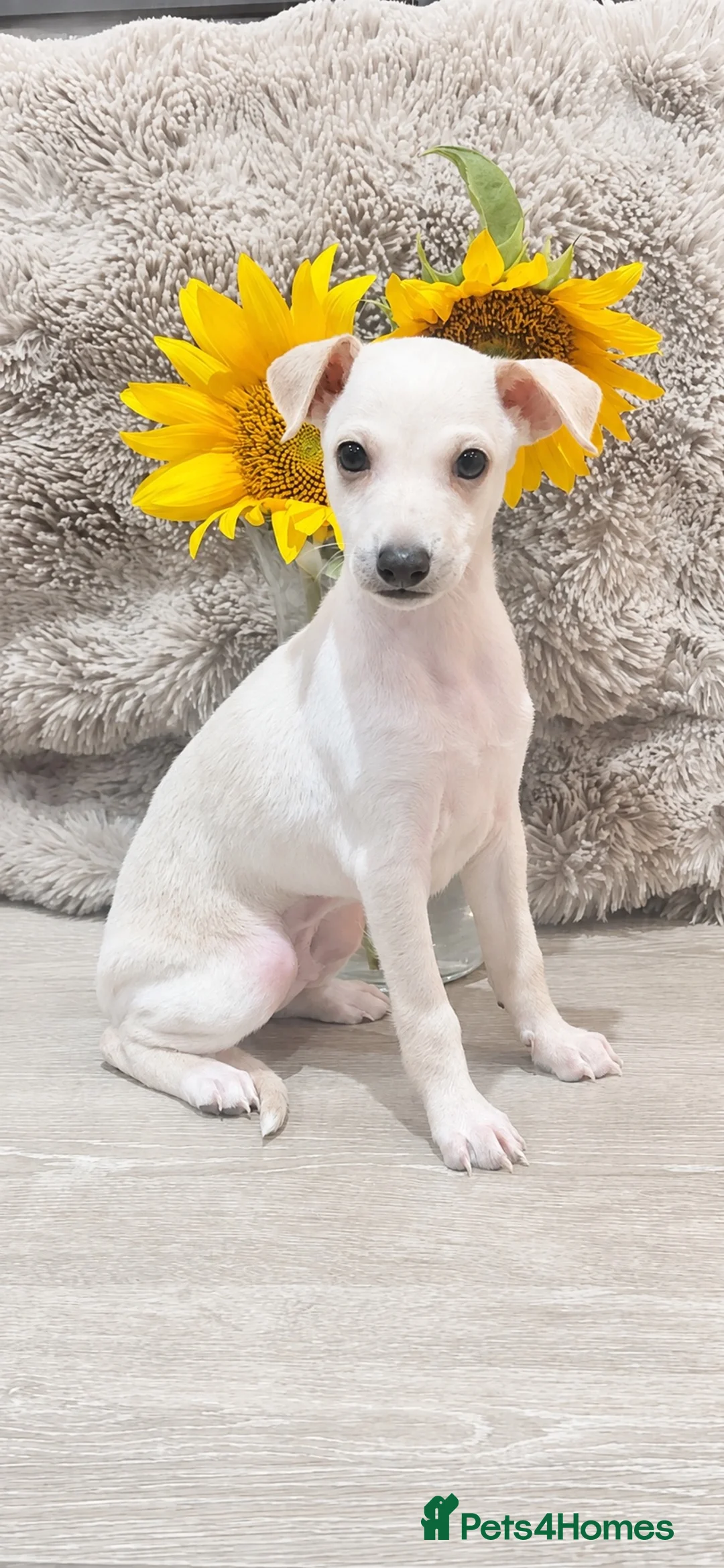 Italian Greyhound dogs for sale: Beautiful Italian Greyhound Boy - Advert 1
