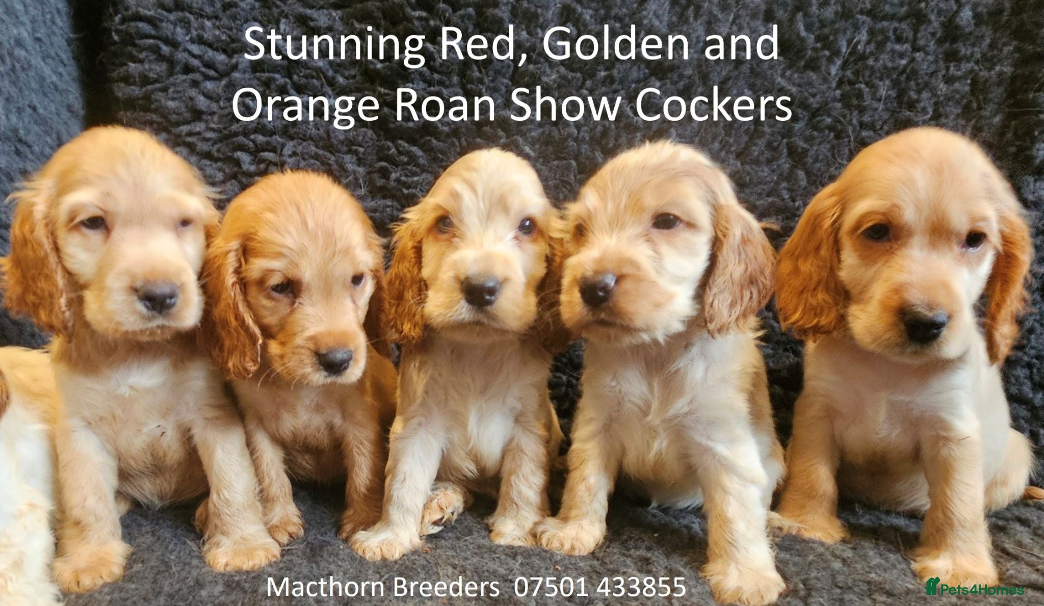 Cocker Spaniel dogs Stunning Show Cockers - Crufts Champion Pedigree - Advert 15