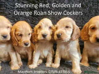 Cocker Spaniel dogs Stunning Show Cockers - Crufts Champion Pedigree - Advert 15