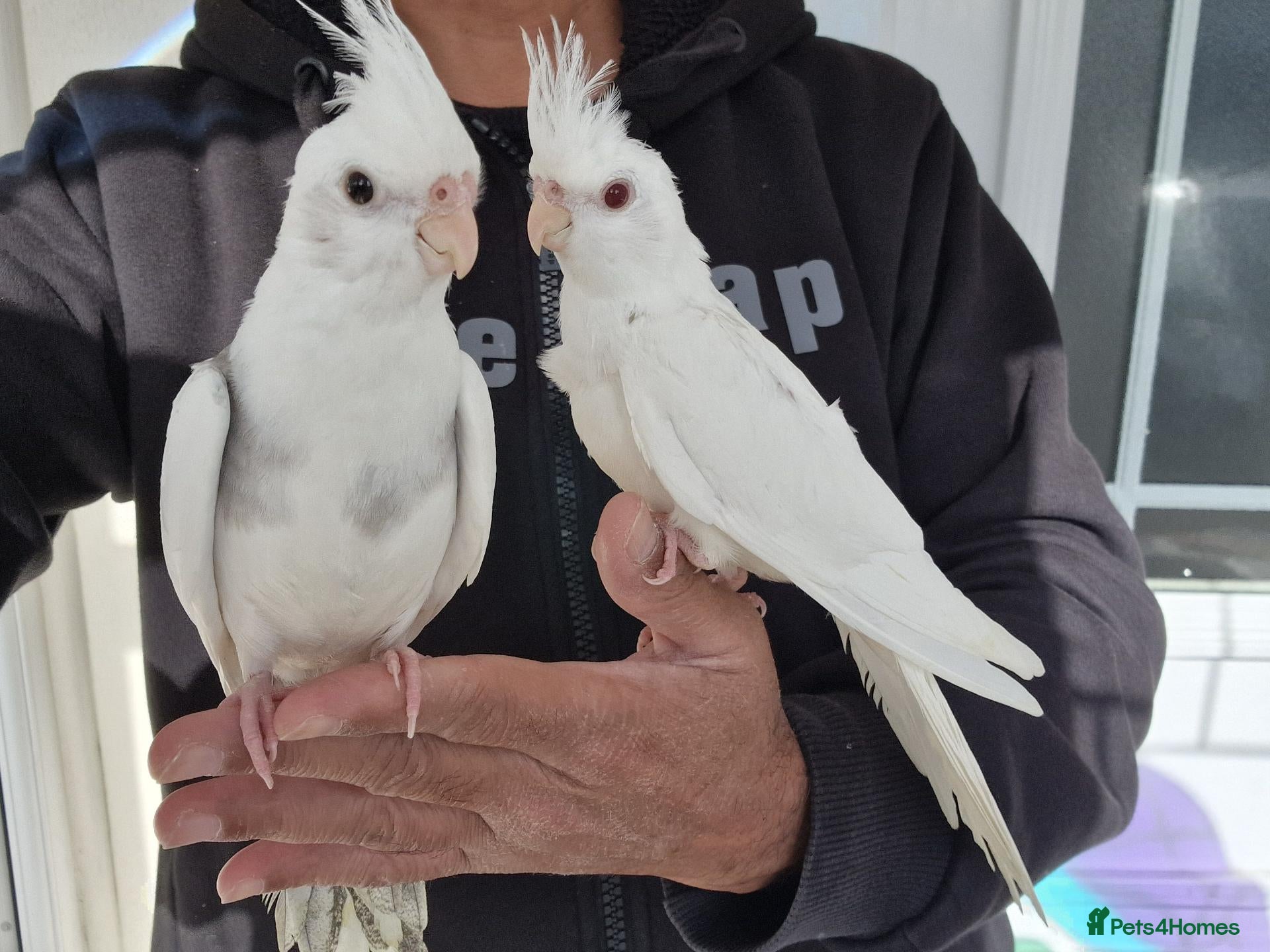 Cockatiels birds Super hand tamed baby cockatiel for sale - Advert 6