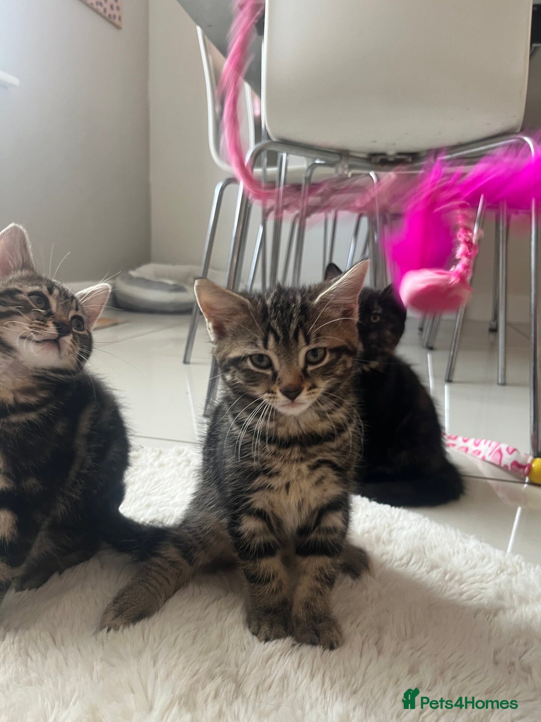 Mixed Breed cats for sale: 5 Adorable Mixed Breed Kittens - Image 20