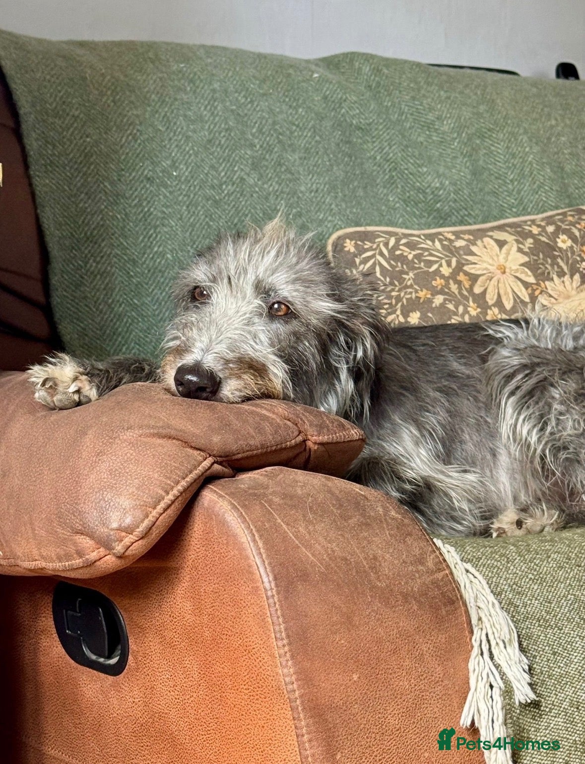 Mixed Breed dogs Bedlington Whippet / lurcher puppies  - Advert 4
