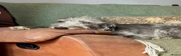 Mixed Breed dogs for sale: Bedlington Whippet / lurcher puppies  in Broadway - Advert 1