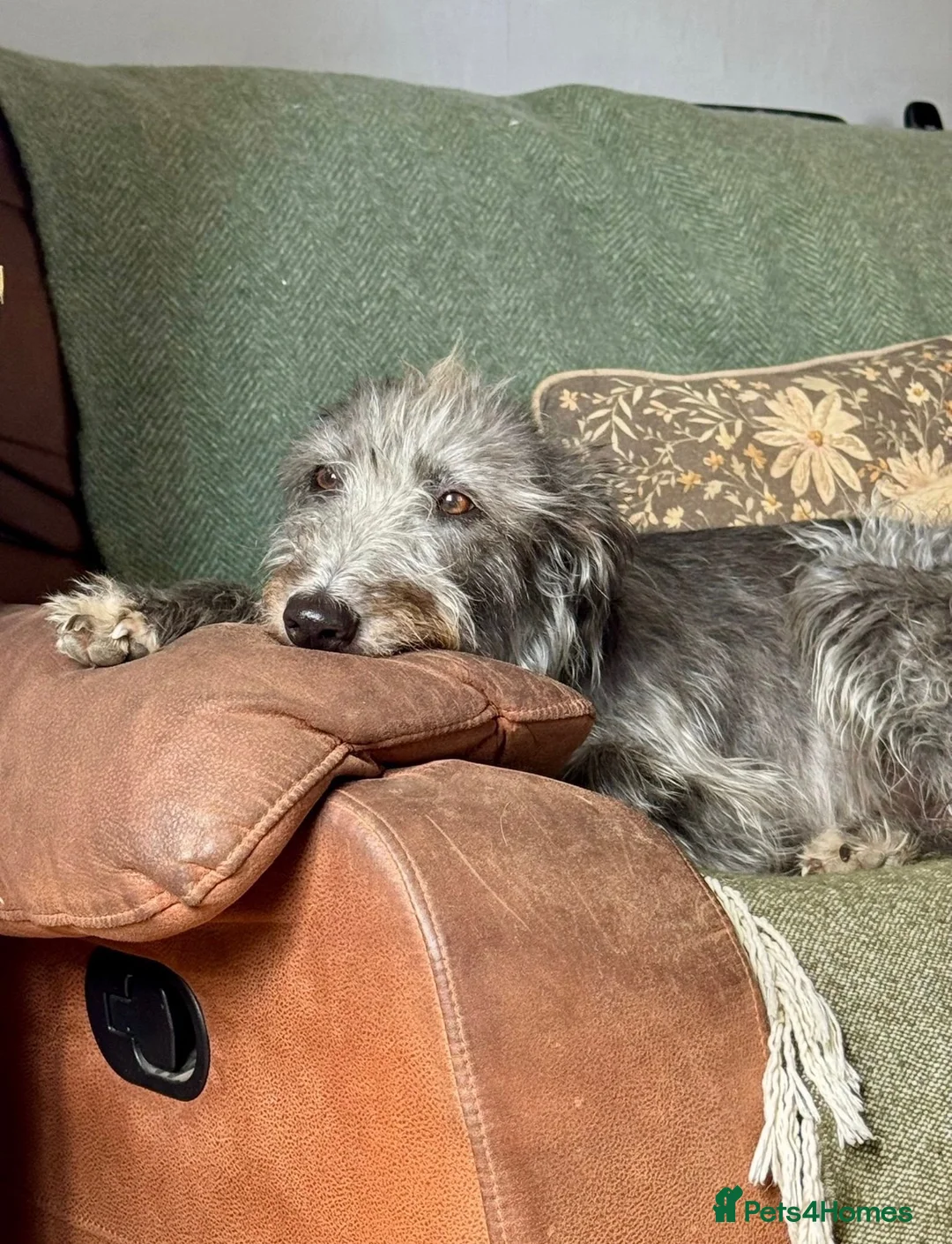 Mixed Breed dogs for sale: Bedlington Whippet / lurcher puppies  in Broadway - Advert 1