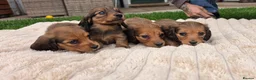 Miniature Dachshund dogs for sale: Miniature longhaired dachshund shaded cream girls in Cambridge - Advert 20