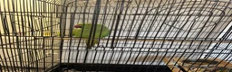 Ringnecks birds for sale: Green ringneck female parrot. - Advert 6