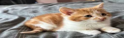 Mixed Breed cats for sale: Kittens stunning mainecoonxbengal ready today 🐈💖 - Advert 7