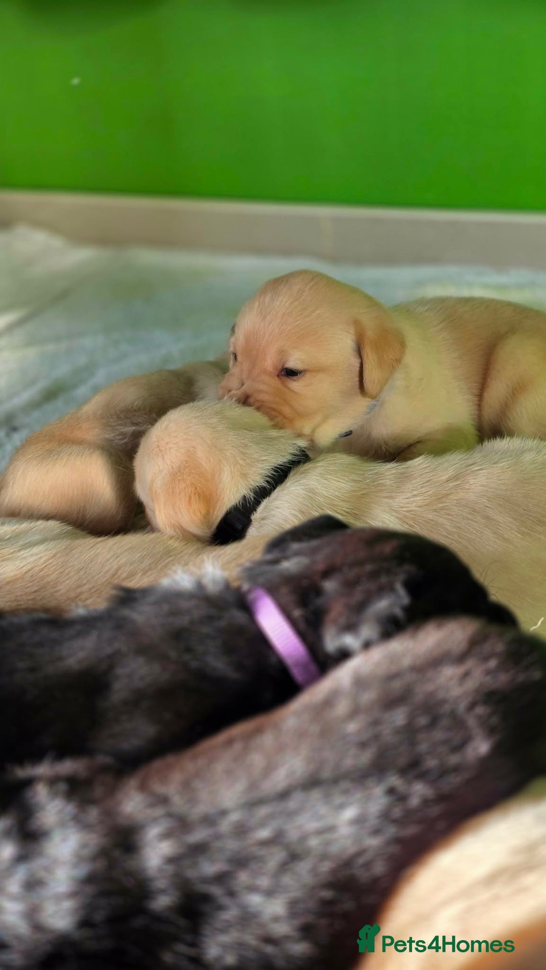 Labrador Retriever dogs for sale: Labrador puppies - Advert 19