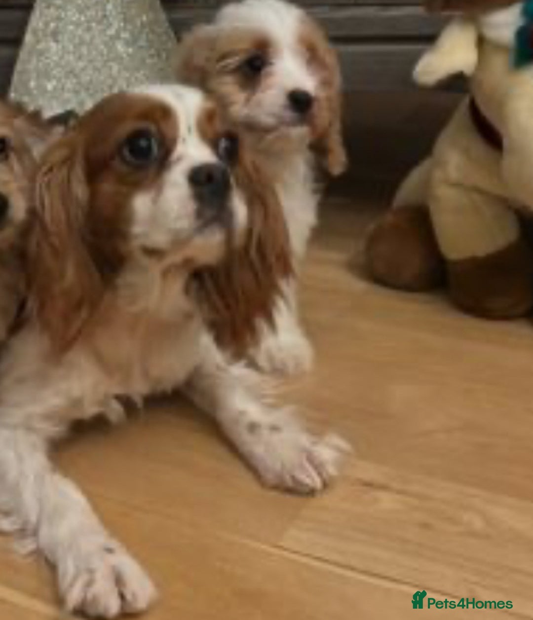 Cavapoo dogs for sale: Last 3 cavapoo girls.  ready to leave now  - Advert 7