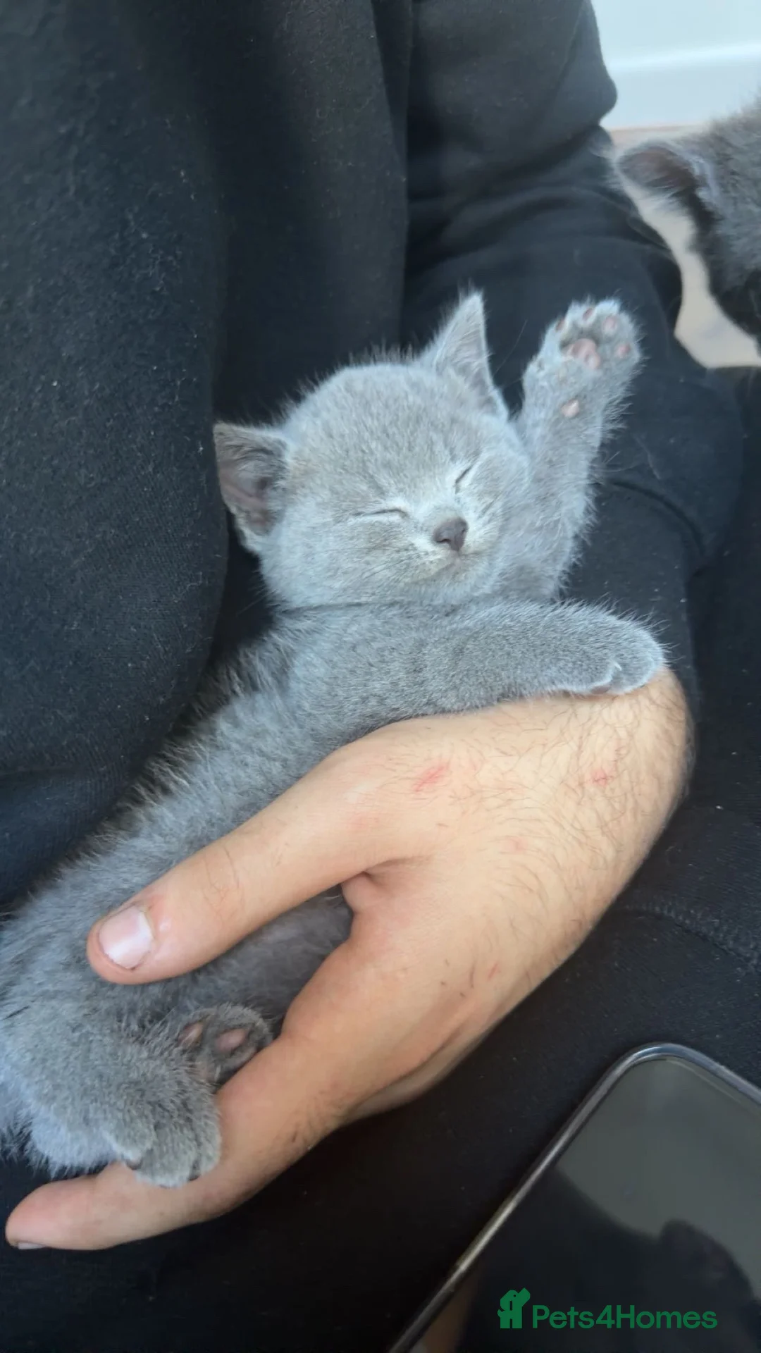 British Shorthair cats for sale: British shorthair  in Prenton - Advert 2