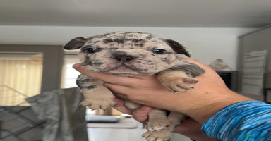 French Bulldog dogs - Advert 6