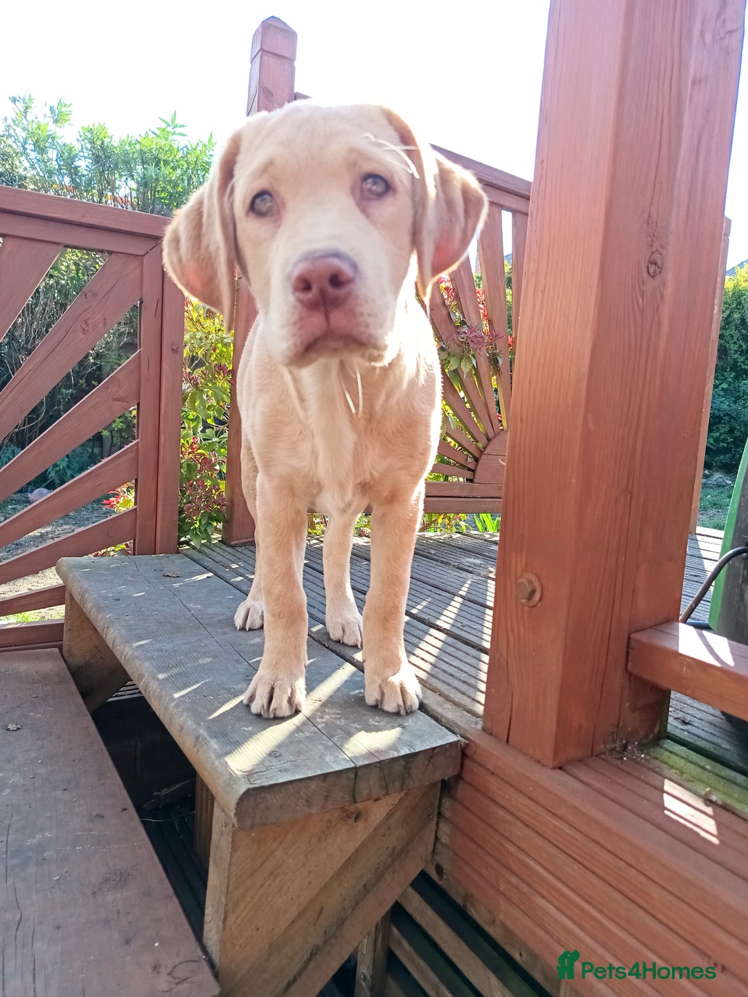 Labrador Retriever dogs for sale: 2 stunning Labradors 9 months old  - Image 9