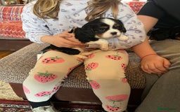 Cavalier King Charles Spaniel dogs for sale: ⭐️ fully Health tested KC reg cavalier puppies  - Image 2