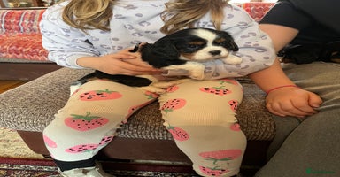 Cavalier King Charles Spaniel dogs - Advert 3