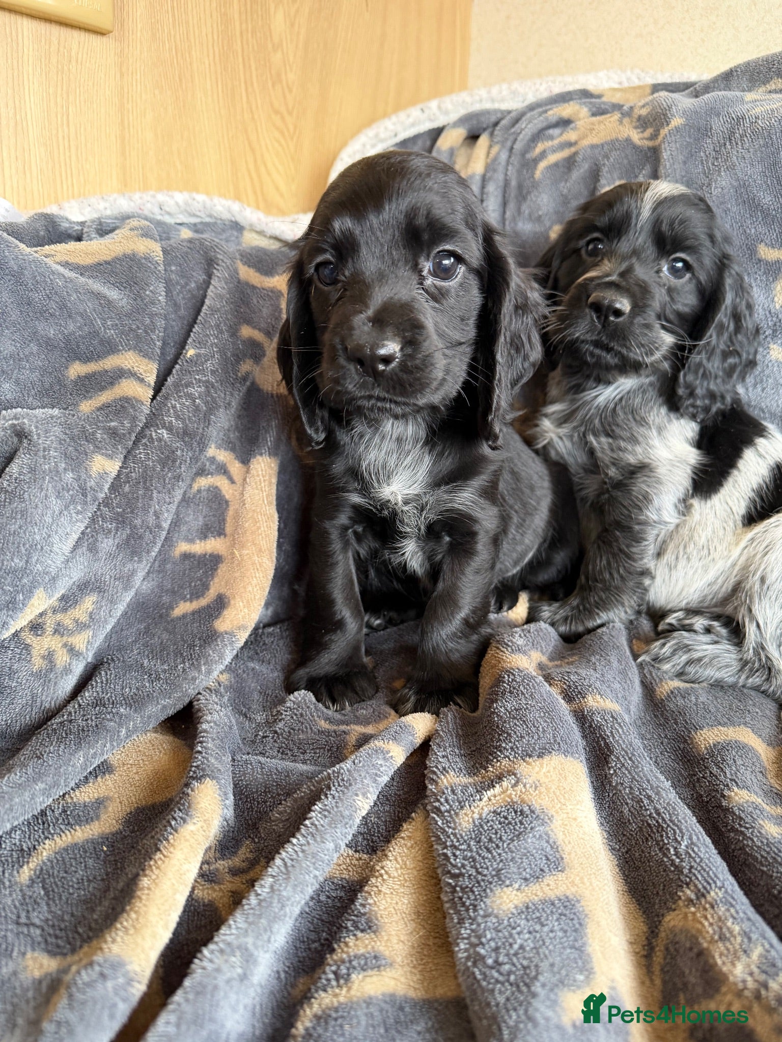 Cocker Spaniel dogs Show cocker puppies - Advert 1