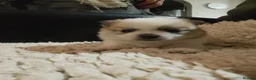 Pomchi dogs for sale: 5 beautiful pomchi puppies for sale - Advert 15