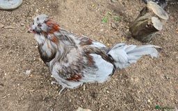 Chickens poultry for sale: Blue & red tailed bearded British Araucana - Image 3