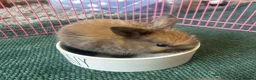 Mini Lop rabbits for sale: Stunning pure mini lop &  mini rex X mini lops   - Advert 11