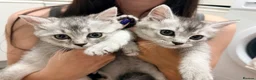 British Shorthair cats for sale: Beautiful Silver British Shorthair Cross Kittens - Advert 2
