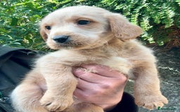 Australian Labradoodle dogs for sale: READY NOW! Stunning Lab x Australian Labradoodles - Image 15