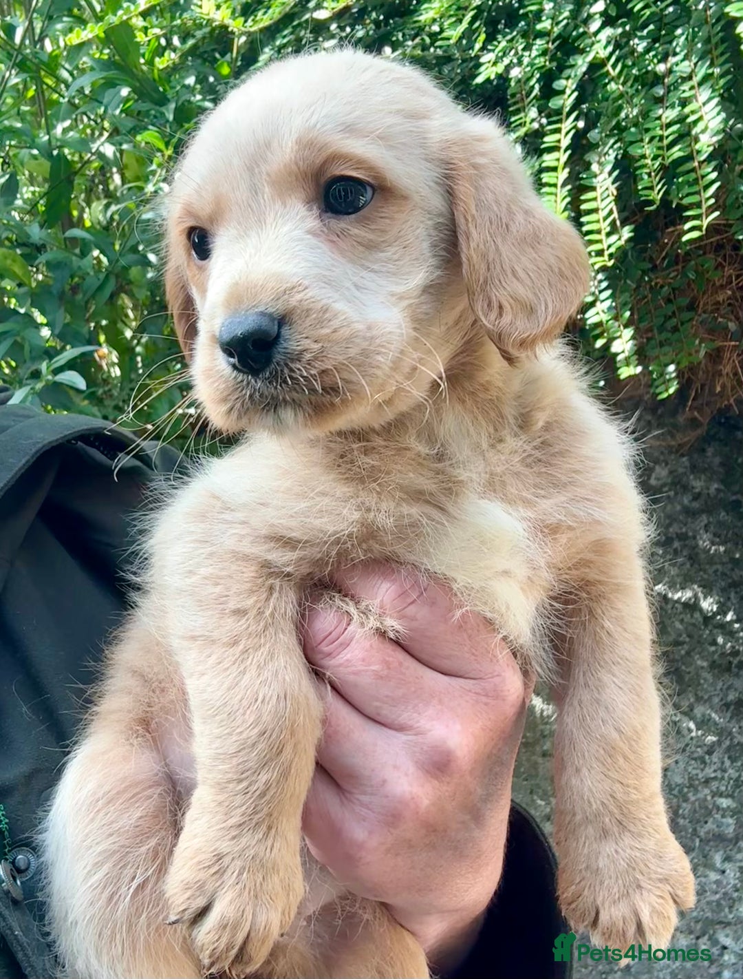 Australian Labradoodle dogs for sale: READY NOW! Stunning Lab x Australian Labradoodles - Image 15