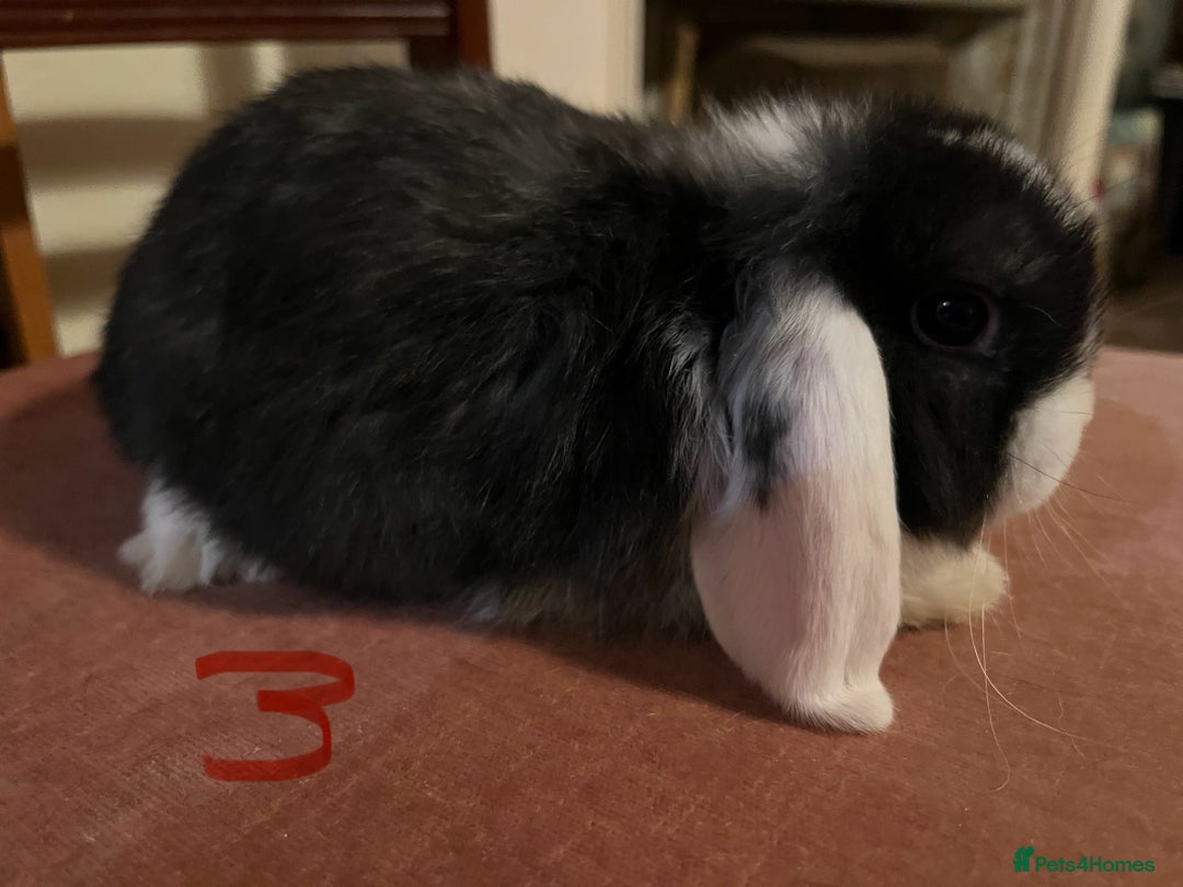 Mini Lop rabbits for sale: Fabulous Super Friendly Mini Lops - Advert 12