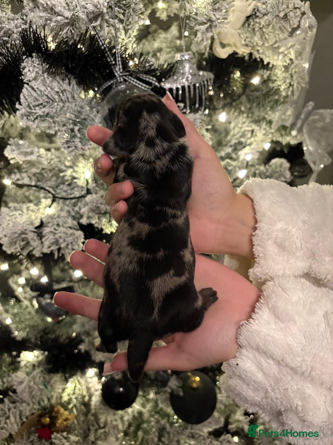 Miniature Dachshund dogs for sale: Miniature dapple daschund puppies for sale - Advert 19