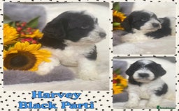 Schnoodle dogs for sale: Stunning F1 Mega Coat Parti Merle Schnoodles  - Image 2