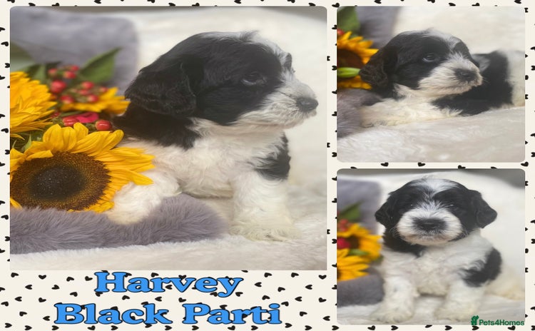 Schnoodle dogs - Advert 1