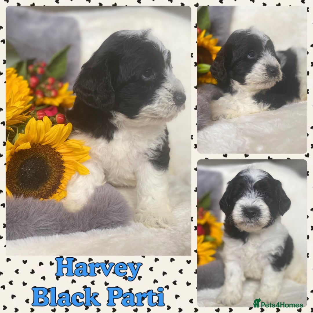 Schnoodle dogs for sale: Stunning F1 Mega Coat Parti Merle Schnoodles  - Image 2