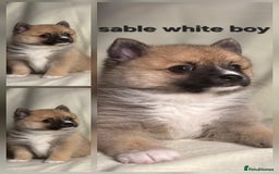 Pomsky dogs for sale: Stunning F4 Pomsky pups  - Image 8