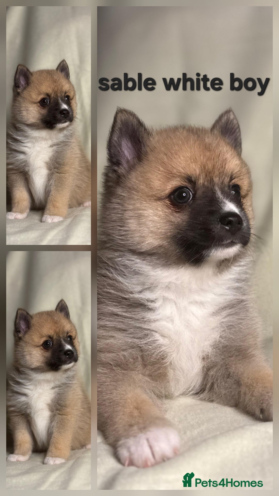 Pomsky dogs for sale: Stunning F4 Pomsky pups  - Image 8