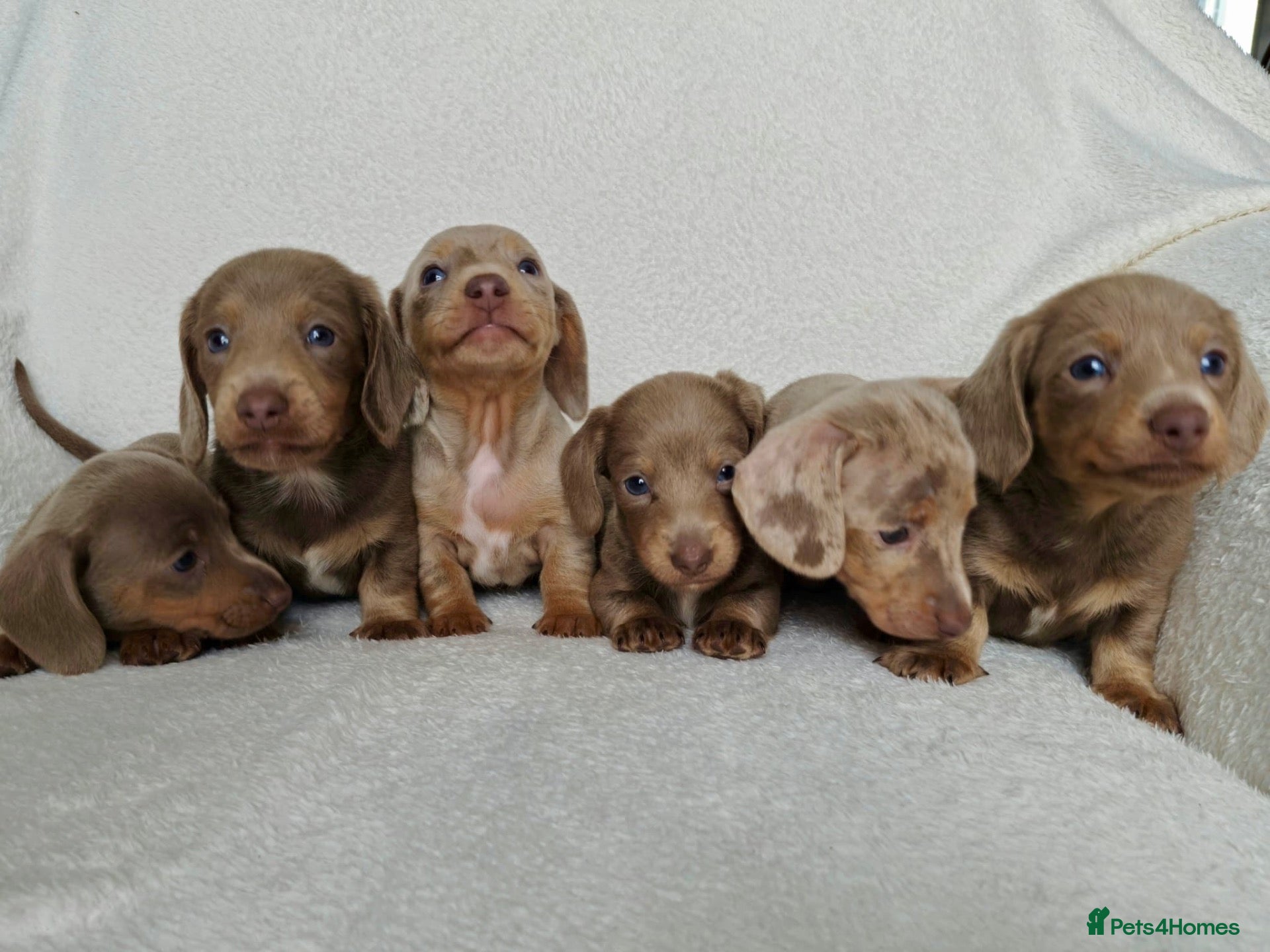 Miniature Dachshund dogs 💎 TOP QUALITY KC REG & PRA CLR MINI DACHSHUNDS💎 - Advert 2