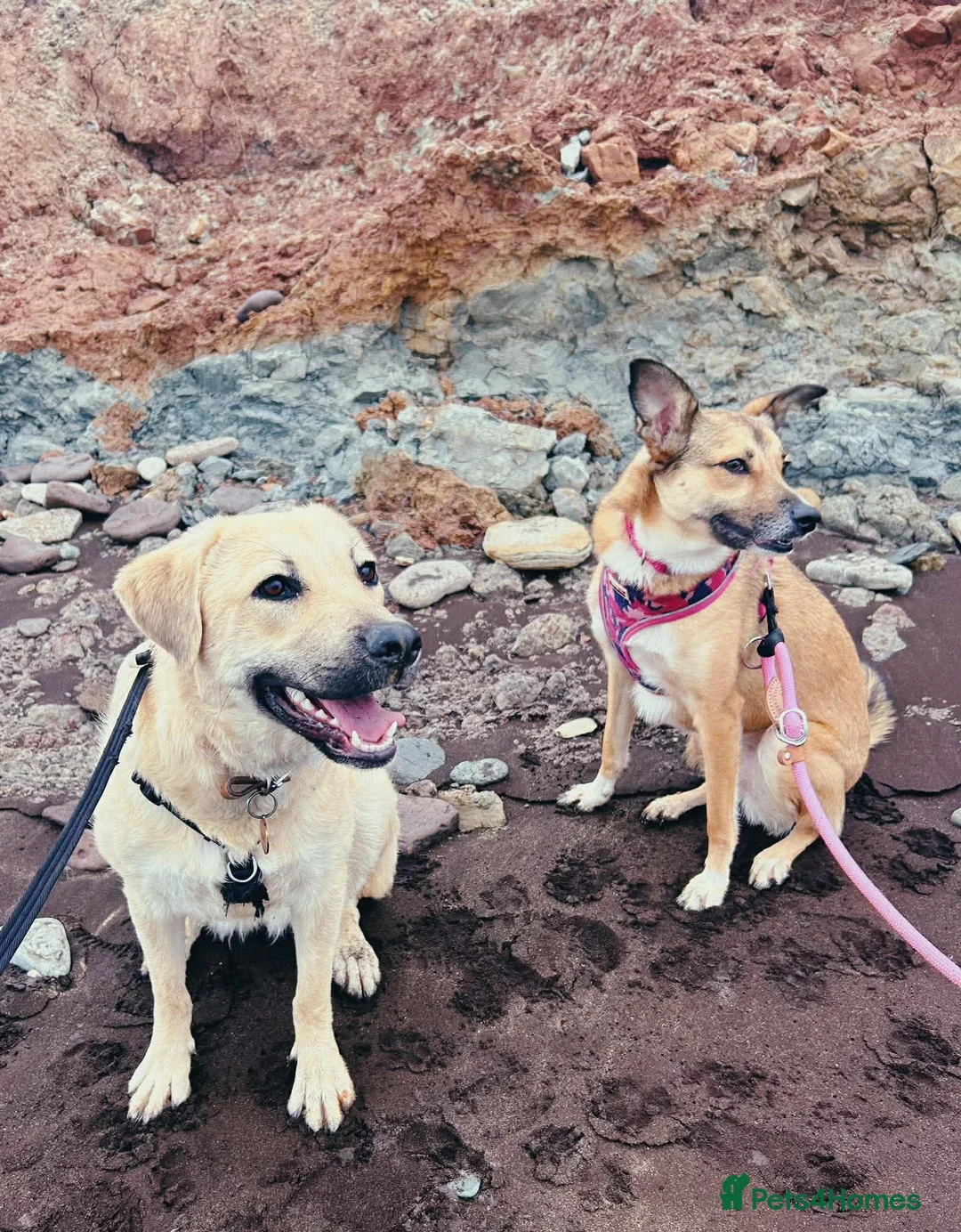 Mixed Breed dogs for adoption: URGENT FOSTER OR FOREVER HOME NEEDED FOR LYRA in Newport - Advert 5