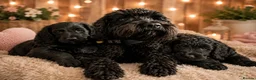 Cockapoo dogs for stud: 🌟 PROVEN STUD 🌟  - Advert 3