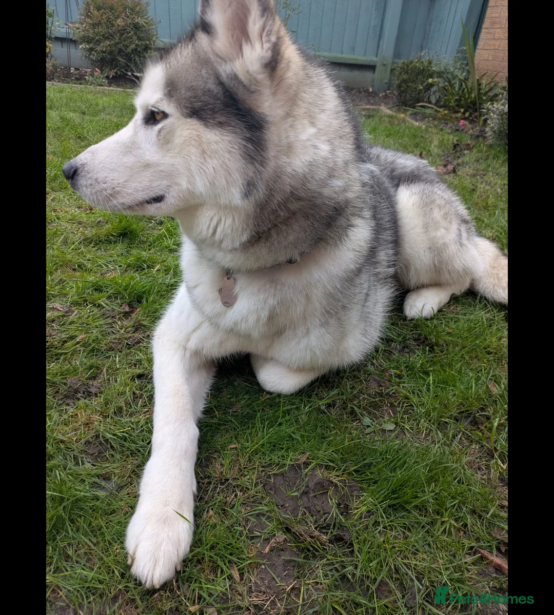 Siberian Husky dogs for sale: Playful Husky - Advert 5