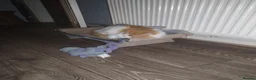 Mixed Breed cats for sale: Long haired cat in Ferndale - Advert 2