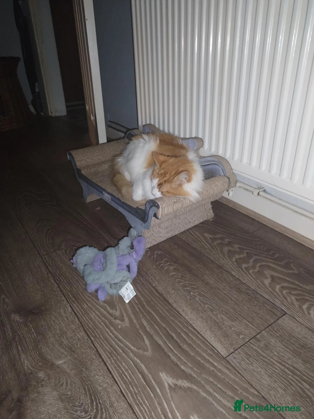 Mixed Breed cats for sale: Long haired cat in Ferndale - Advert 2