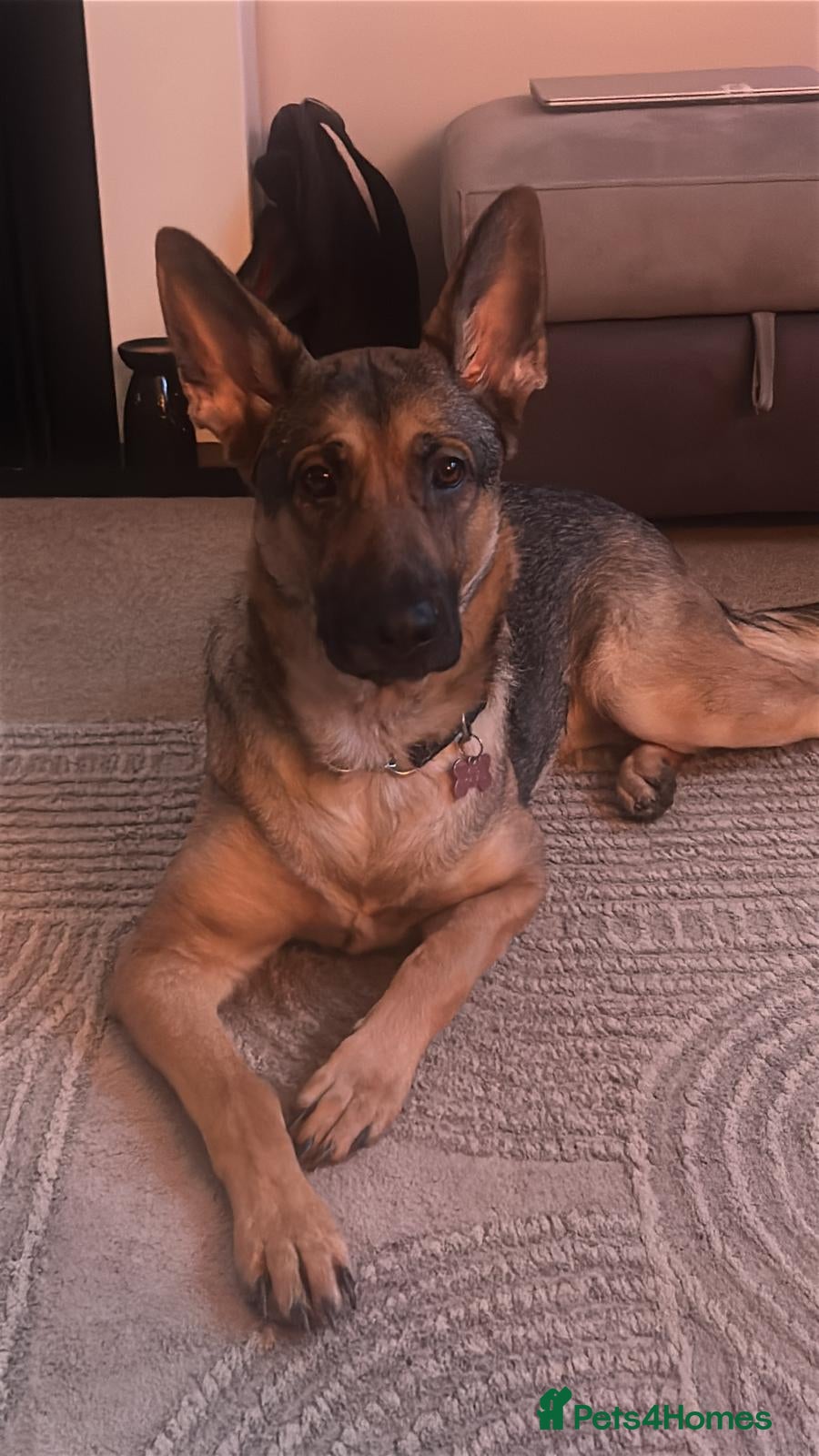 German Shepherd dogs Bella urgently needs a new forever home  - Advert 2